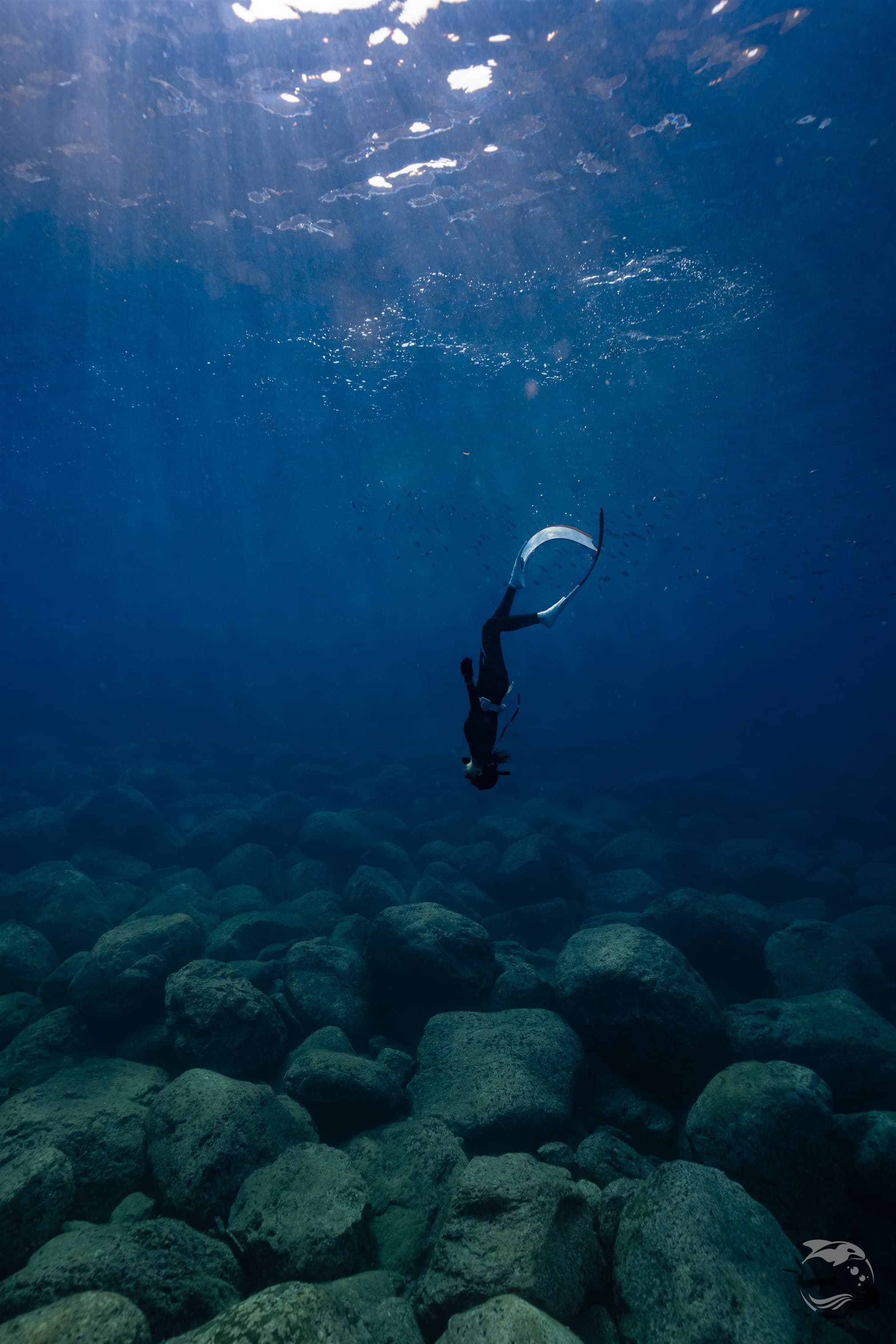 위퐁다이버스 성남 프리다이빙 잠영 인생샷